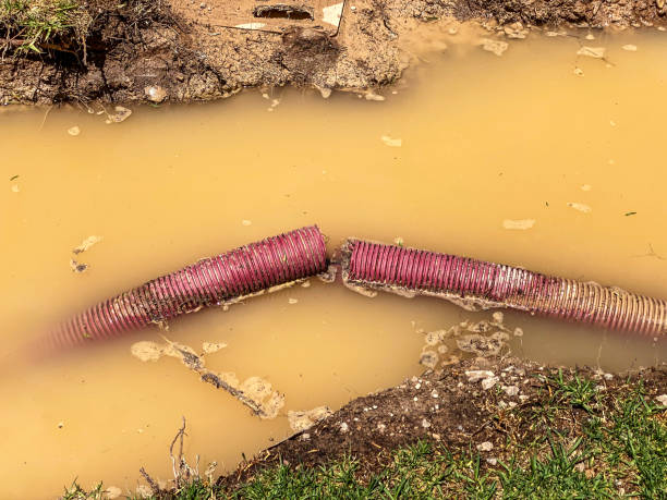 Best Basement water damage restoration  in Paris, IL